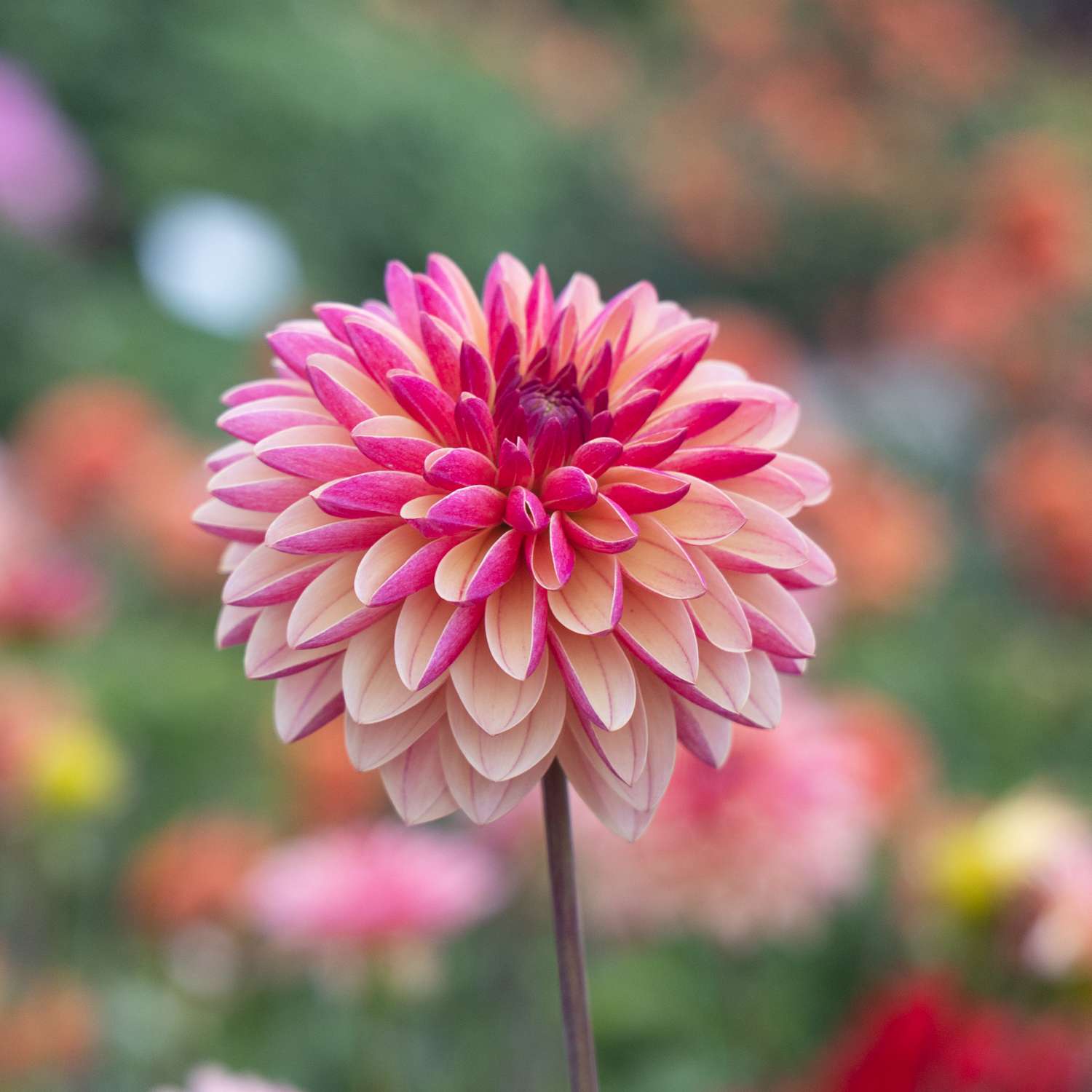 Daalia ‘Madame Antoinette’
